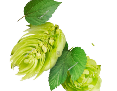Internet_Biohof-Friedrich_DESIGN-9.png